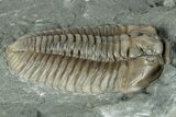 Flexicalymene Trilobite Fossil - Indiana #289060-1